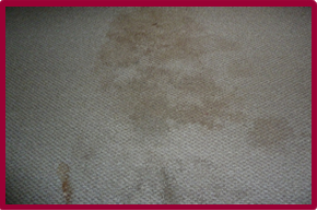 carpet cleaning northamptonshire